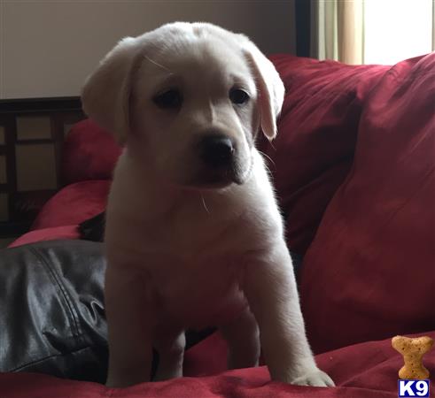 labrador retriever puppy posted by Heritage Labradors